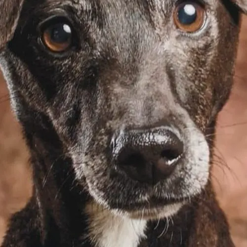 alfie